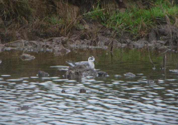 Grey Phalarope