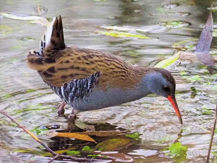 Water Rail