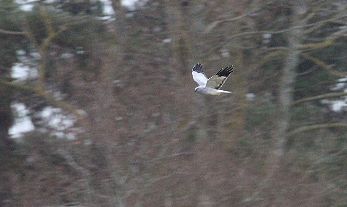 Hen Harrier