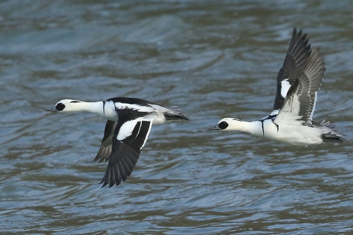 Smew
