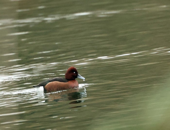 Ferruginous Duck