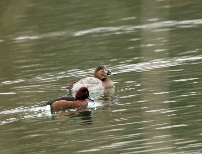 Ferruginous Duck