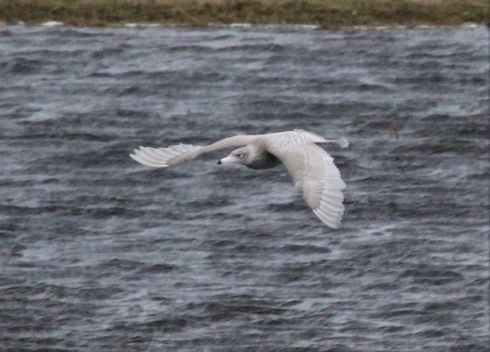 Glaucous Gull