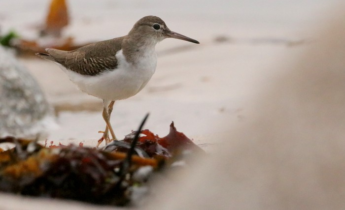 Spotted Sandpiper