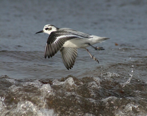 Grey Phalarope
