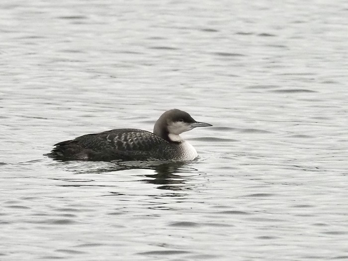 Pacific Diver