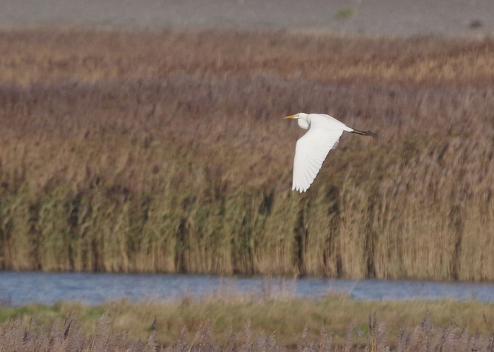 Great White Egret