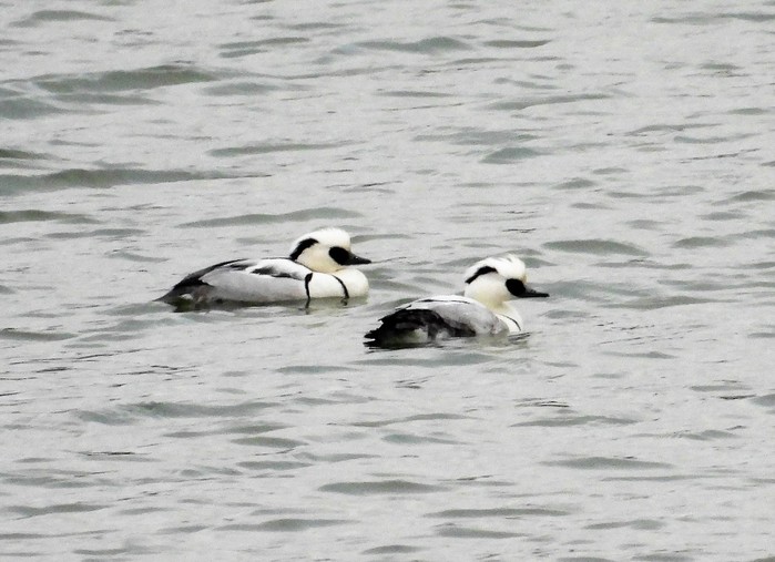 Smew