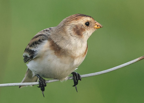 Snow Bunting