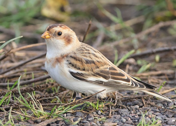 Snow Bunting