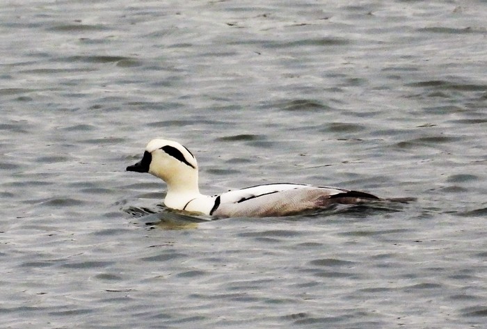Smew 