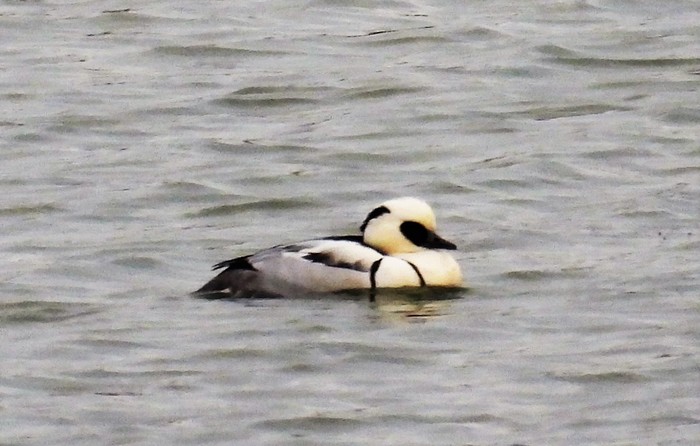 Smew