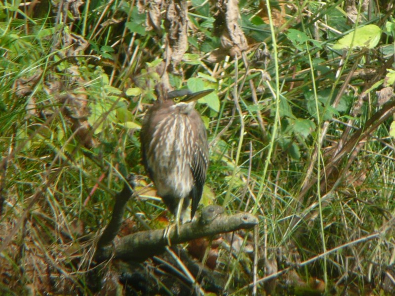 Green Heron