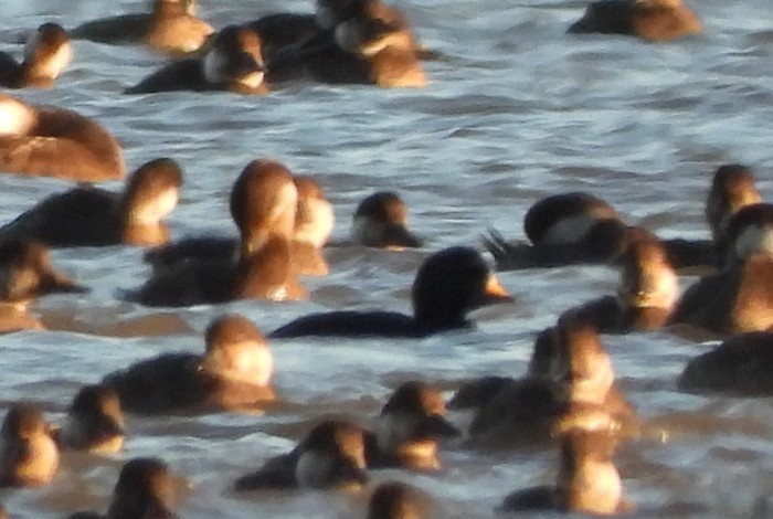 Black Scoter