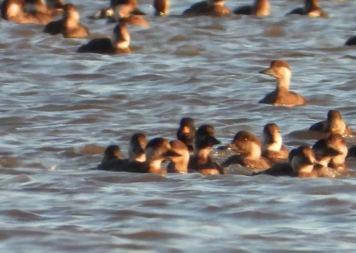 Black Scoter