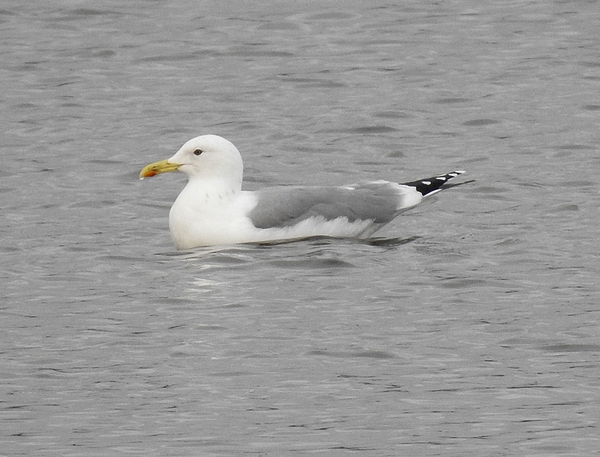 Caspian Gull