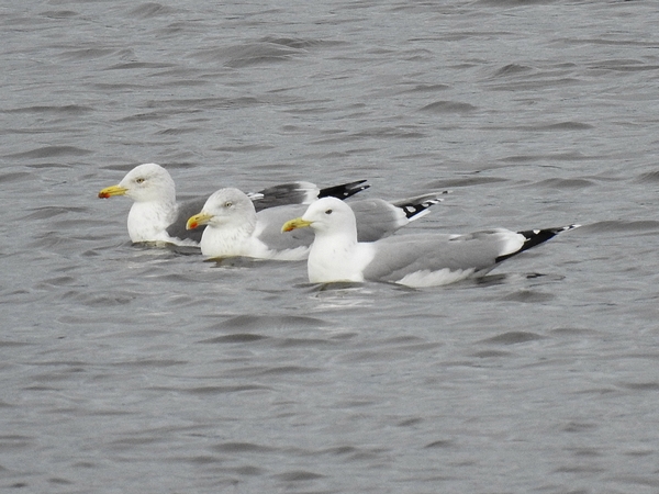 Caspian Gull