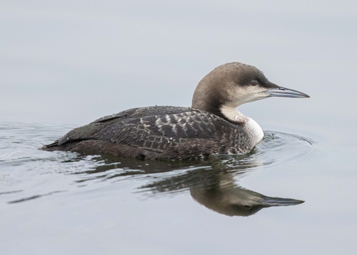 Pacific Diver