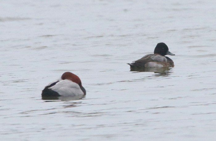 Lesser Scaup