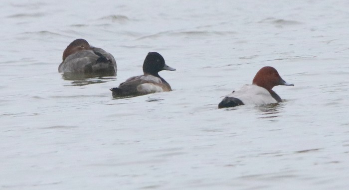 Lesser Scaup
