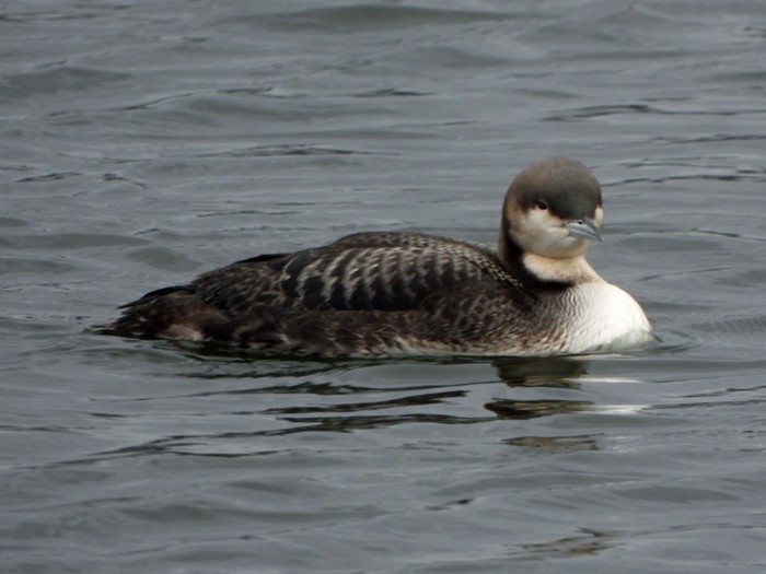 Pacific Diver