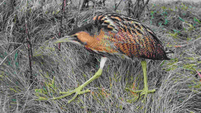 Bittern