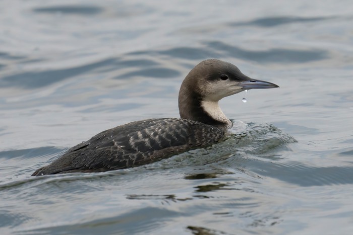 Pacific Diver