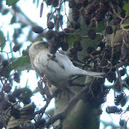 Coues's Arctic Redpoll