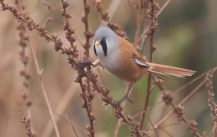 Bearded Tit