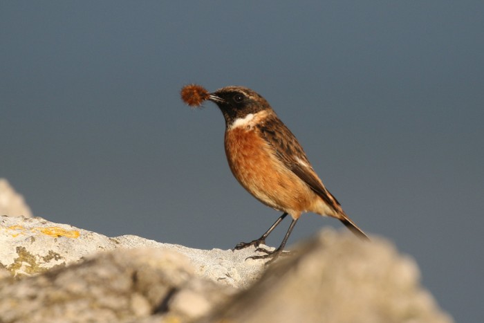 Stonechat