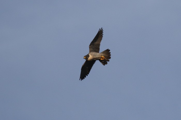 Peregrine