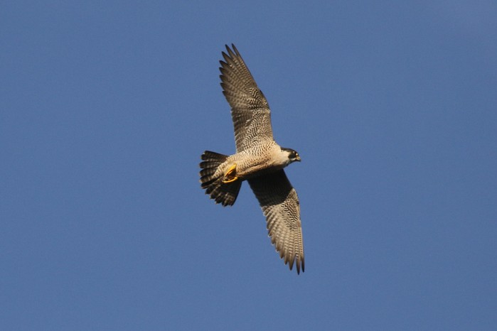 Peregrine