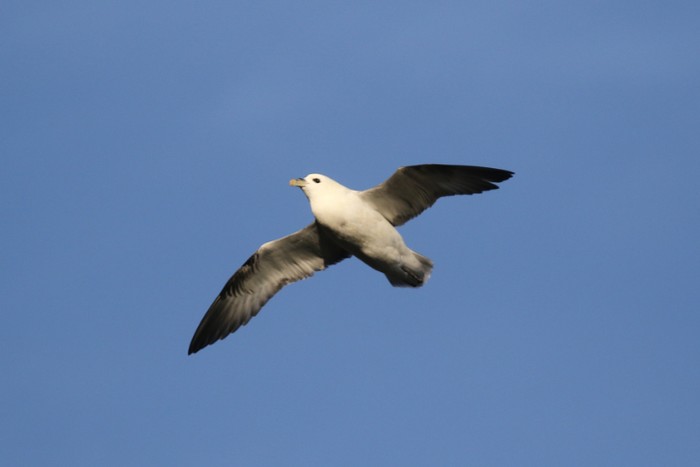 Fulmar