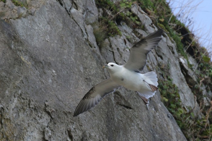 Fulmar