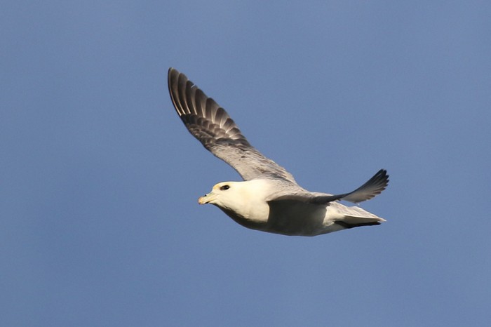 Fulmar