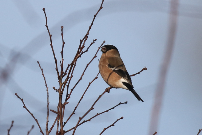 Bullfinch