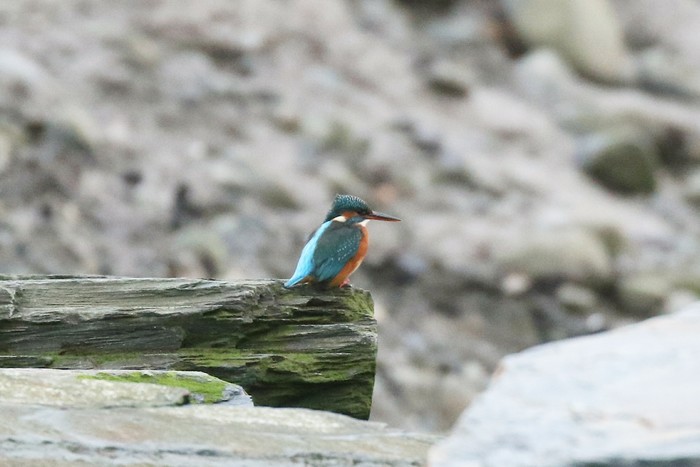 Kingfisher