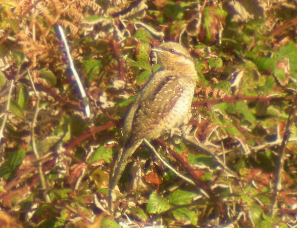 Wryneck