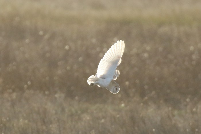 Barn Owl