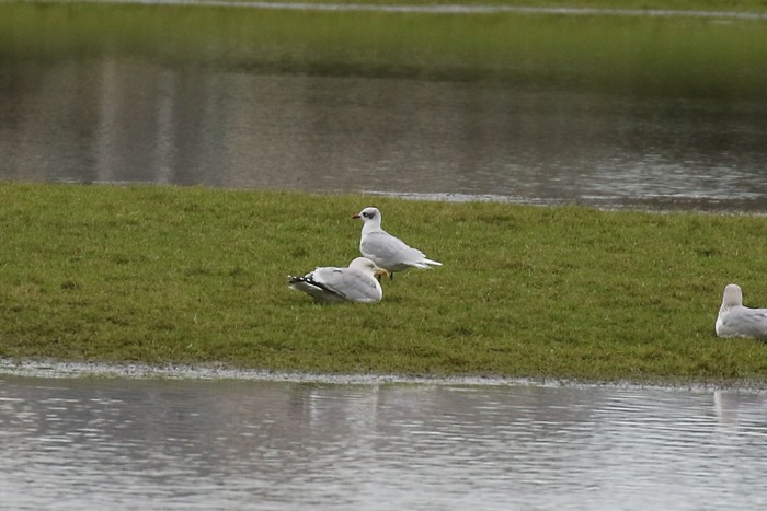 Mediterranean Gull