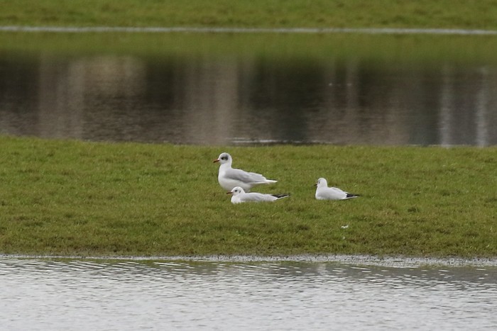 Mediterranean Gull