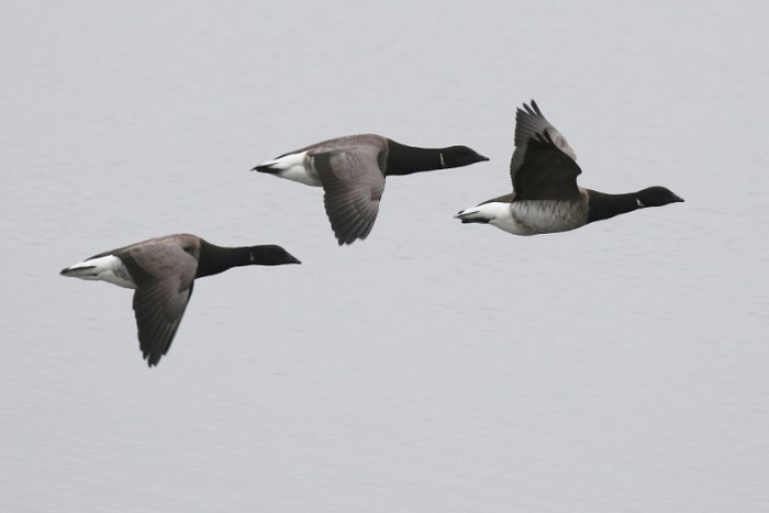 Pale-bellied Brent Goose
