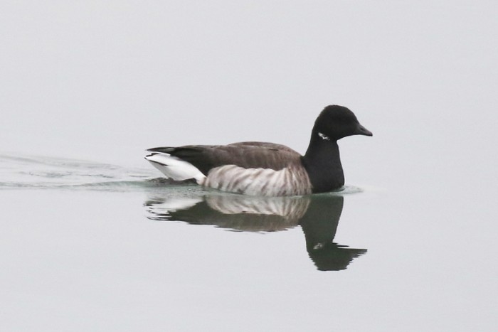 Pale-bellied Brent Goose