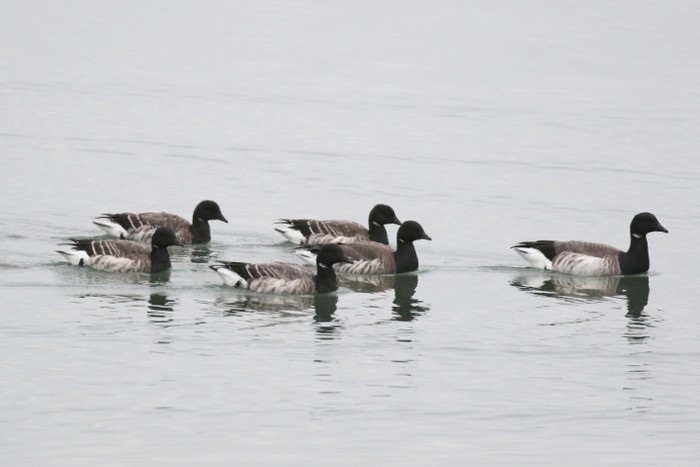 Pale-bellied Brent Goose
