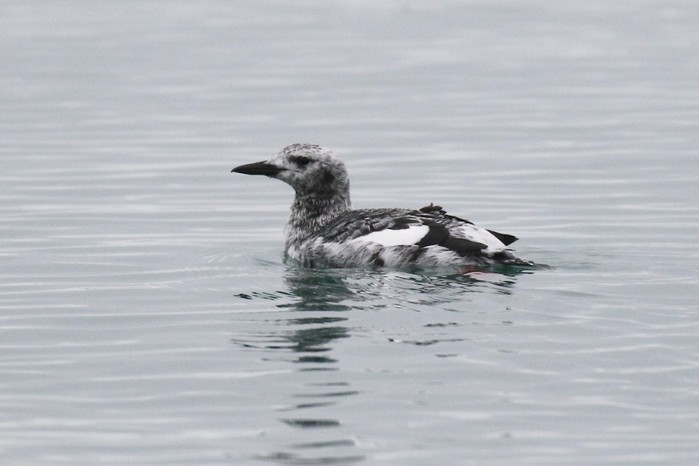 Black Guillemot