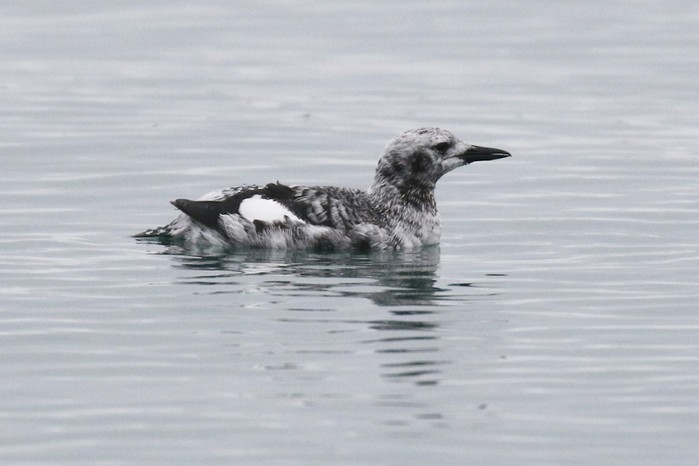Black Guillemot
