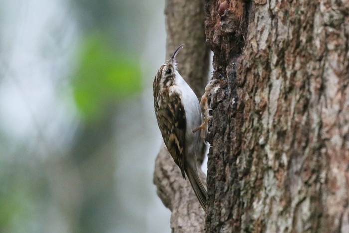 Treecreeper