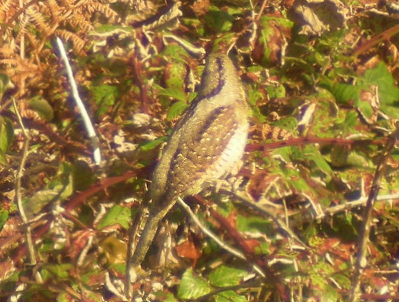 Wryneck