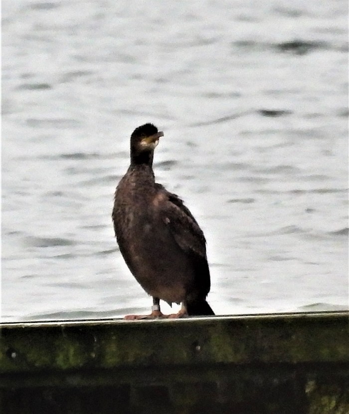Shag