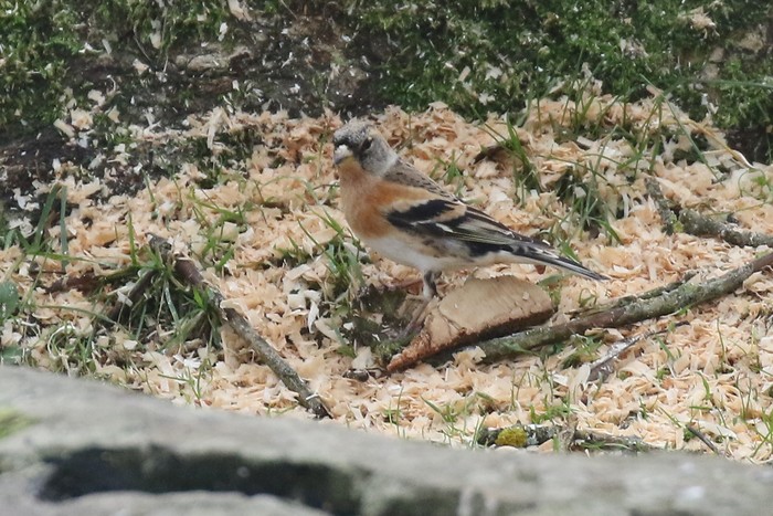 Brambling
